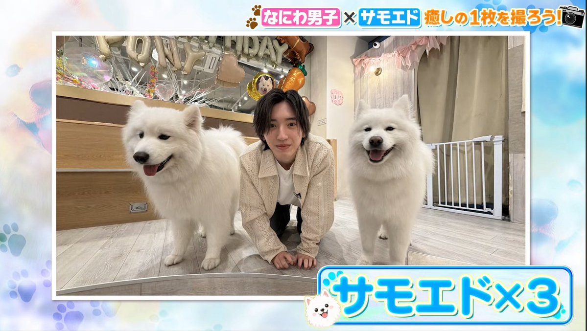 shunkundake's tweet photo. サモエド×3言うてたらwwwwwwww https://t.co/hmRf92OGU0