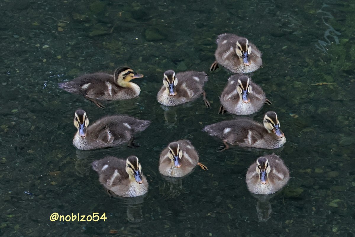 nobizo54's tweet photo. お行儀よく
撮らせてくれた
近所のカルガモ🦆
9羽併せ😄 https://t.co/dwA73wXLWQ
