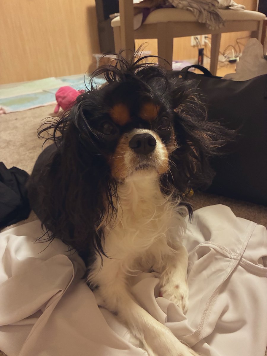 nomoko413's tweet photo. あたちじぶんでヘアセットしたの。かわいい？😼

#キャバリア
#キャバニモ https://t.co/uInOBEyBma