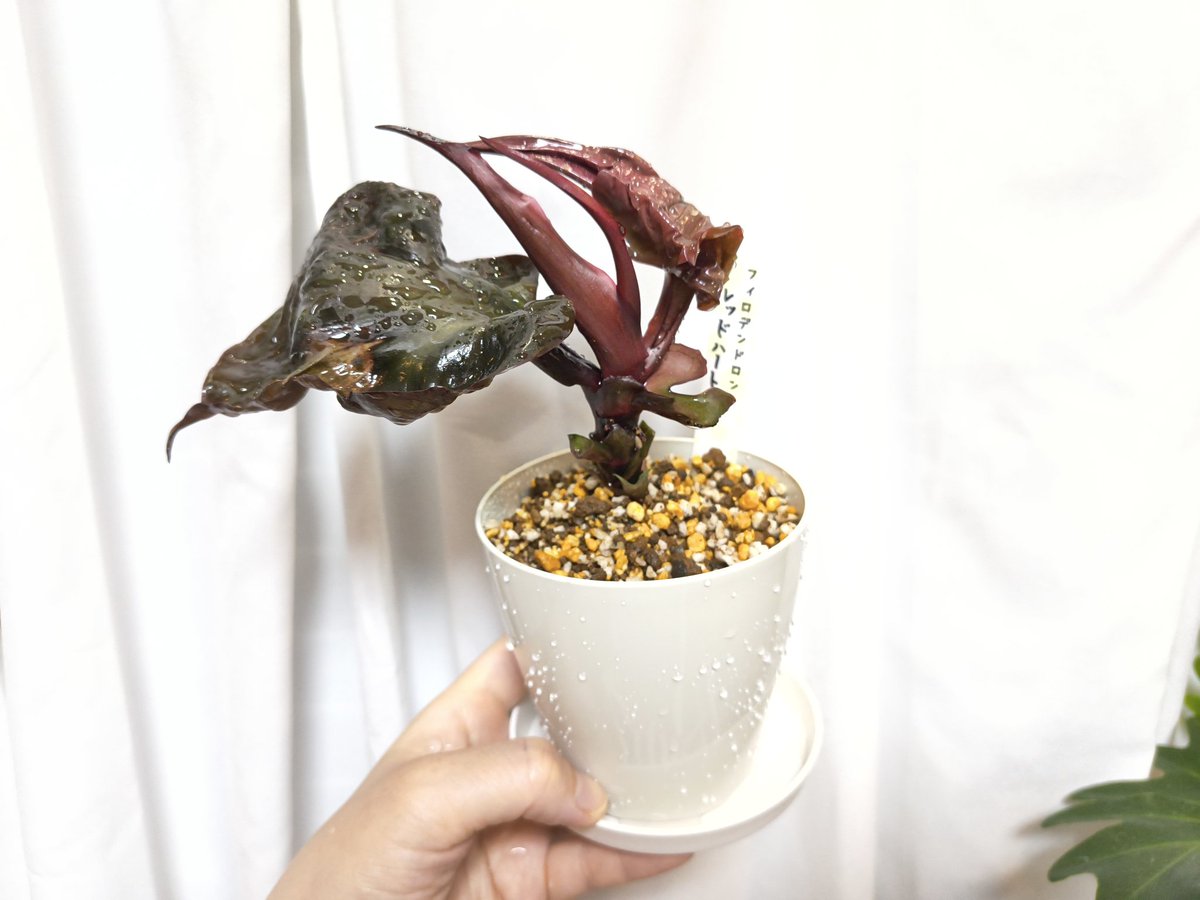 sfeveeve's tweet photo. 思い切って枯れた葉切ってすぐに植え替えちゃいました！
今も可愛いよ😳 https://t.co/KKaidDG91d
