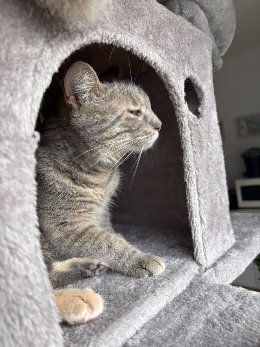iceypuffsVT's tweet photo. I’m officially a mom of two 🐈‍⬛🩶

Here is jasmin, my youngest daughter ❤️‍🩹 https://t.co/u5msHvPyIY