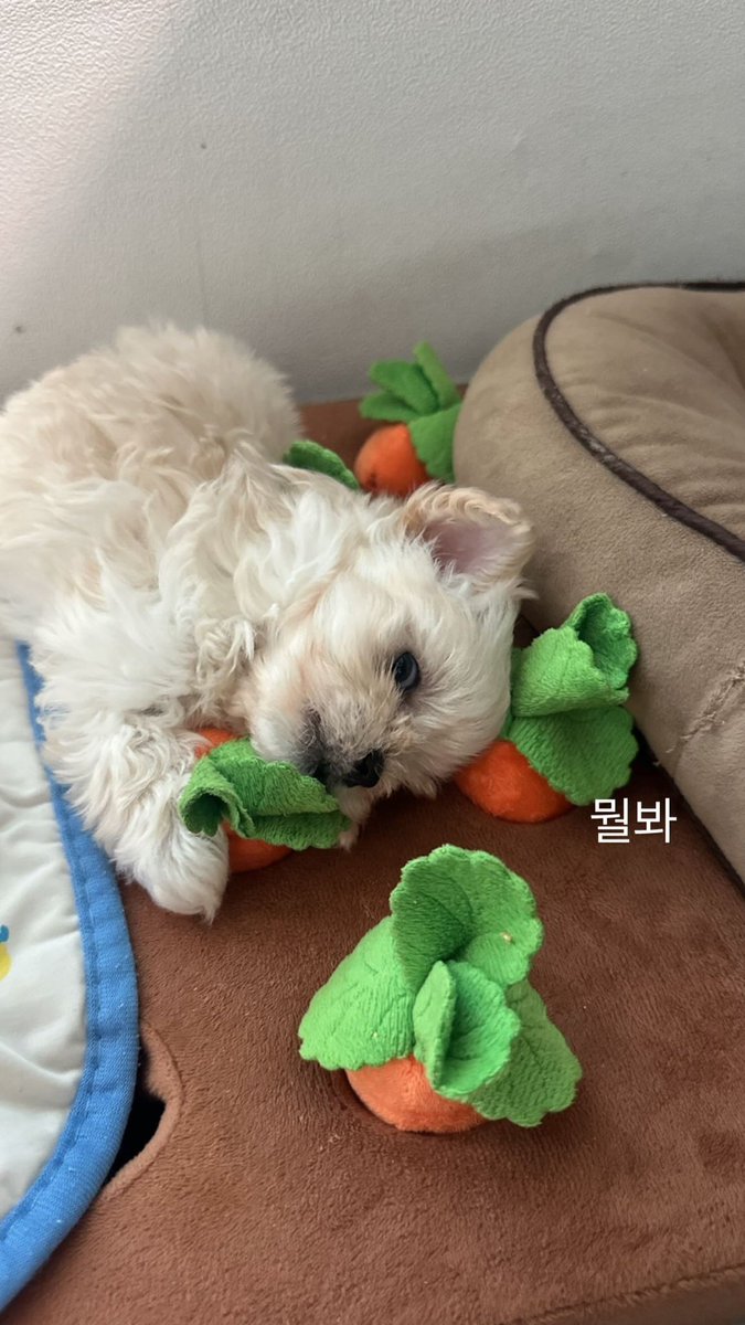 ppori01's tweet photo. .
            다른언니가안았을때(얌전)                  터볼때(멀바.) https://t.co/kQrUIx1CJO
