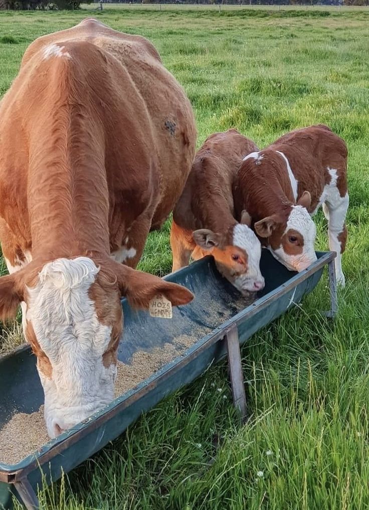 TheWorldofsurw's tweet photo. Family meals are the best meals.🌿🐮 https://t.co/spFOWhr1UA