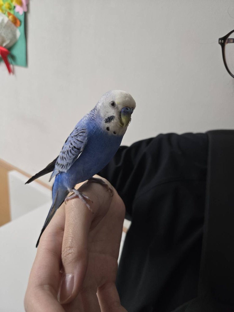 9118Chama's tweet photo. #迷子セキセイインコ
#迷子インコ
#保護セキセイインコ
#拡散希望
#飼い主さんに届け
#幸手市迷いインコ
埼玉県幸手市の駅前で青色のセキセイインコを保護しました
私は飼育が困難の為幸手駅前交番へ拾得物として保護していただいています
飼い主さん早く見つかるといいな https://t.co/SIzcUZPLAG