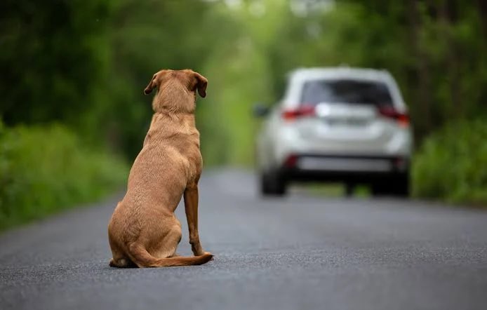 EricNaulleau's tweet photo. Vous pouvez vous raconter toutes les histoires du monde : si vous abandonnez votre animal pour partir en vacances, vous êtes un impardonnable SALAUD ! https://t.co/QZPGP2XZBE