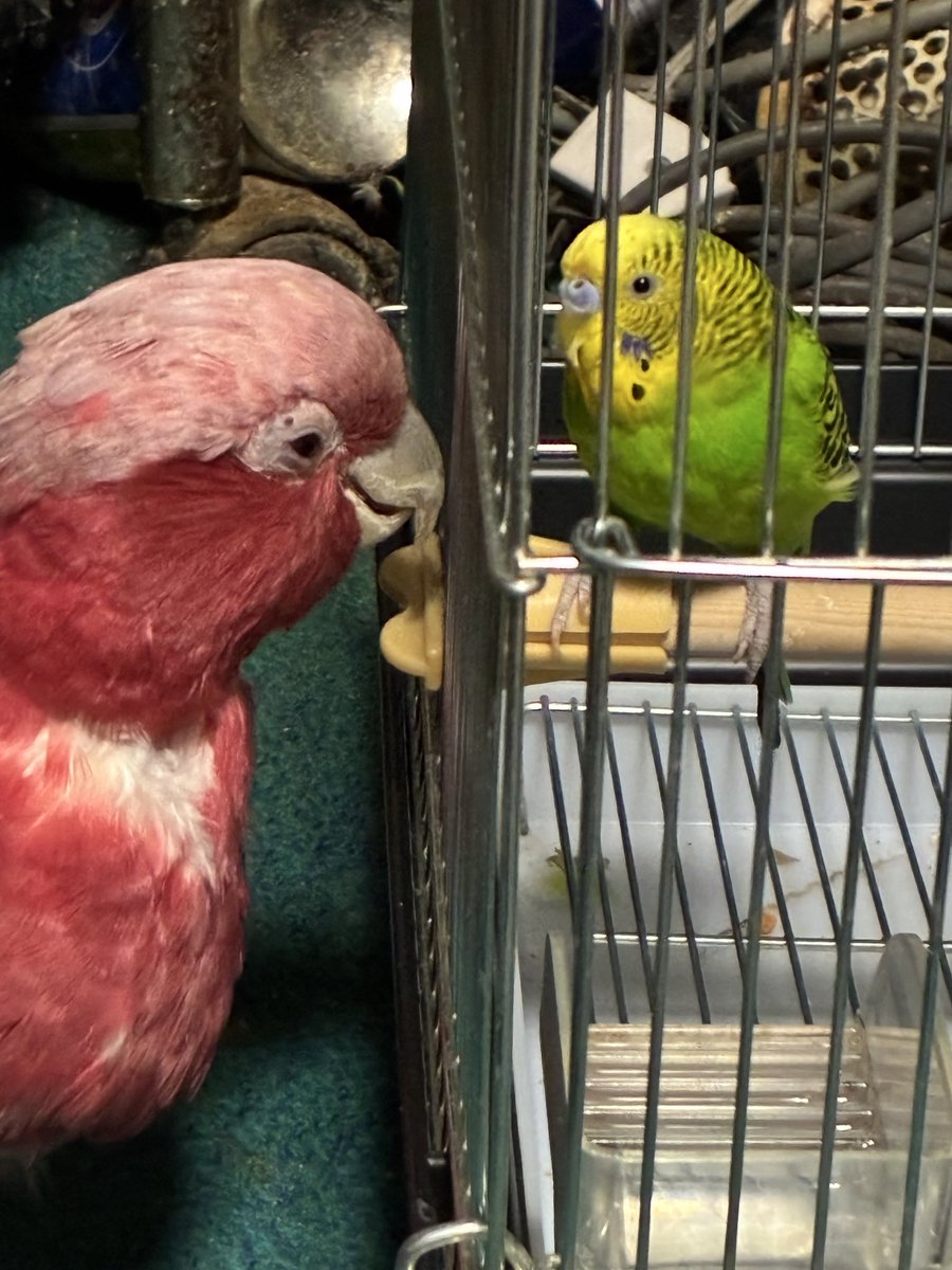 ko_mi_ya_n's tweet photo. 一緒に放鳥すると危ないので、セキセイだけは後で出してるんですが、ももちゃんは一緒に遊びたいのかな？ https://t.co/CXinEOgejP