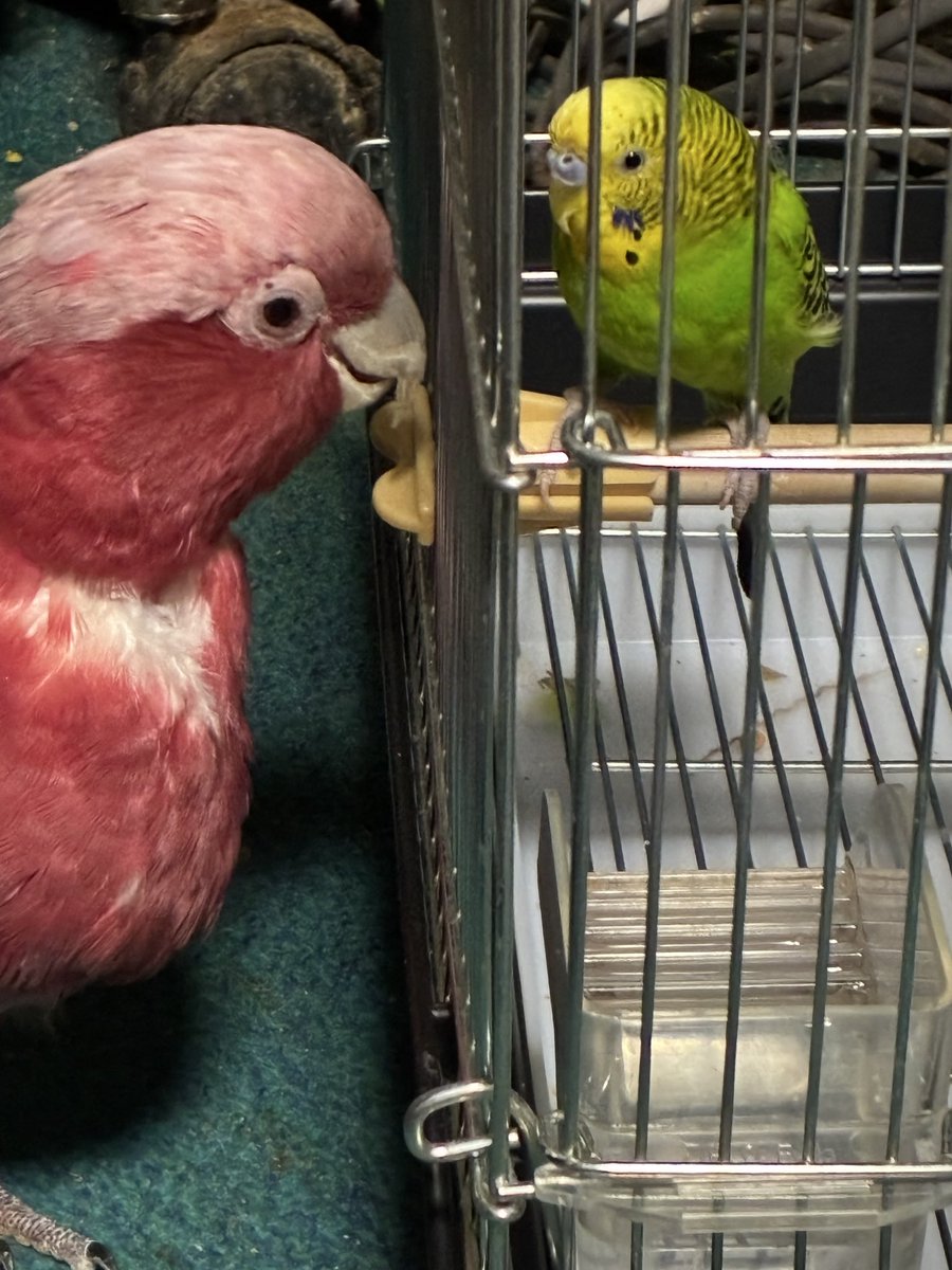 ko_mi_ya_n's tweet photo. 一緒に放鳥すると危ないので、セキセイだけは後で出してるんですが、ももちゃんは一緒に遊びたいのかな？ https://t.co/CXinEOgejP