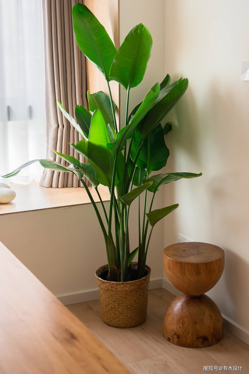 TrueHighxX's tweet photo. Keeping your pothos happy Water only when the top 2 inches of soil feel dry, and give it bright indirect light—fast growth guaranteed! https://t.co/qnbBF1KP4D