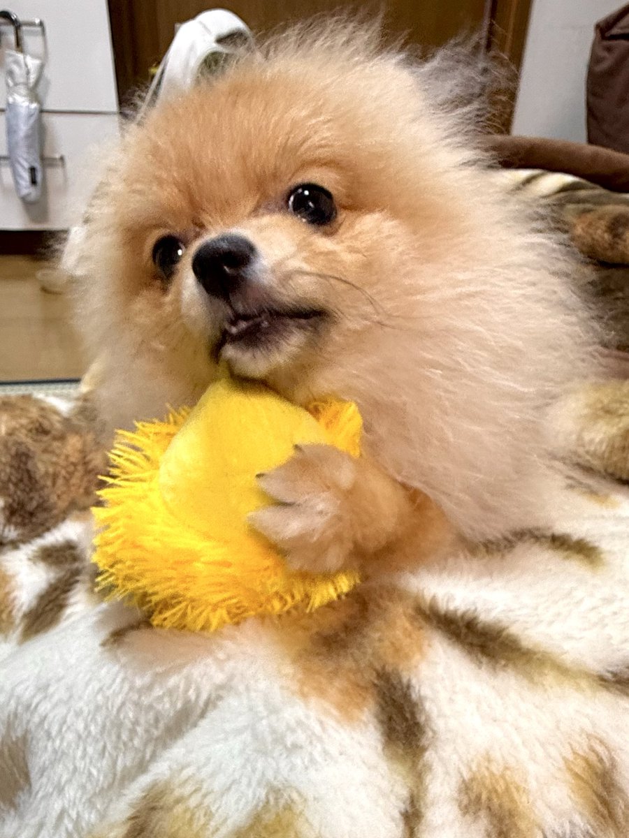 ポメ様 今夜のシンバ🐶（オレンジポメ♂生後6ヶ月） ライオンちゃんをカミカミ