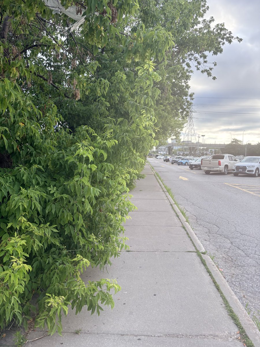 carrera_77's tweet photo. Kipling @GreenPParking south lot. Sidewalk running along s side of @TTChelps tracks. Veg overgrowth = sidewalk impassible forcing people into roadway. Have raised issue for 2 yrs with no action. Please address b4 someone gets hit as ppl are exiting the lot! @cityoftoronto https://t.co/4V9GGWJItc