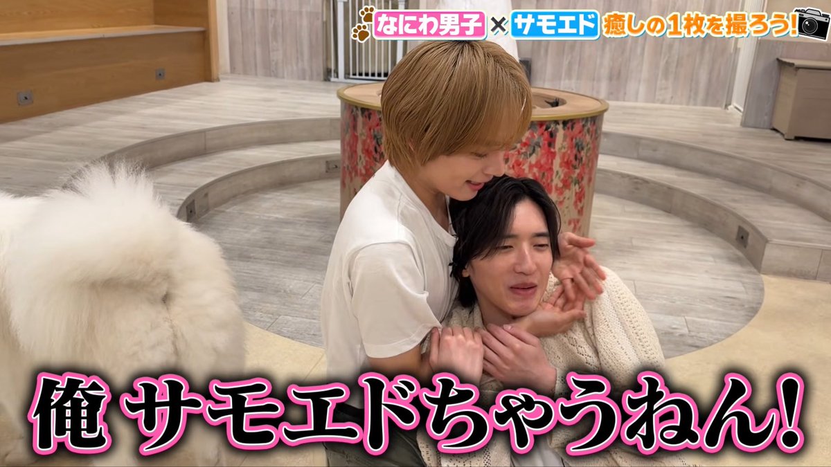 kix3_728's tweet photo. 「遊ぼ〜！🐶」って近づいてきてご挨拶してくれた大きなサモエドさんに怯えるサモエダくん(仔犬)があまりにも可愛すぎて、私が飼いたい
#なにわTube #みちょりゅちぇ
https://t.co/H8SgeBVhwB https://t.co/w2WBjDClmf