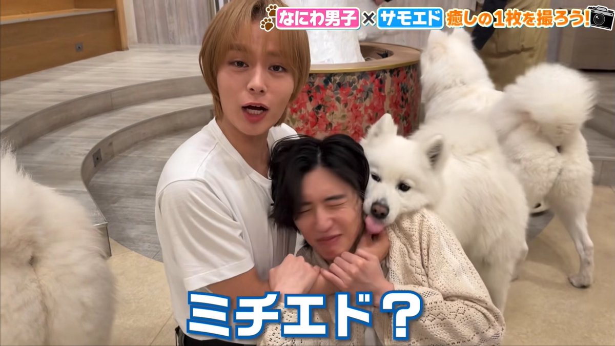 kix3_728's tweet photo. 「遊ぼ〜！🐶」って近づいてきてご挨拶してくれた大きなサモエドさんに怯えるサモエダくん(仔犬)があまりにも可愛すぎて、私が飼いたい
#なにわTube #みちょりゅちぇ
https://t.co/H8SgeBVhwB https://t.co/w2WBjDClmf
