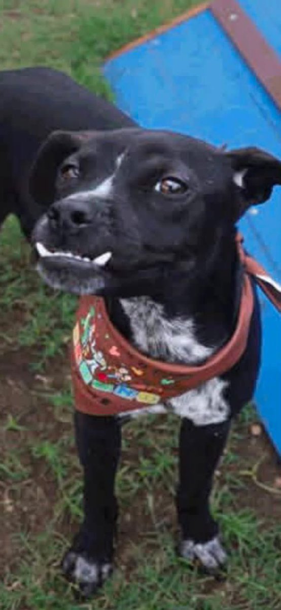 _taysmyoxygen1d's tweet photo. ⚠️🛑✋🏼Rescue Pets Serving Vets SA needs committed #pledges for boarding to be able to save Hazel &amp; Brooke from SA ACS. Boarding is Andrea Dog Palace &amp; it’s $40 a day ($20 each) for probably six weeks. If u can foster please 📧 and call the rescue
outreach@rpsv-sanantonio.org https://t.co/kktZki3F3t