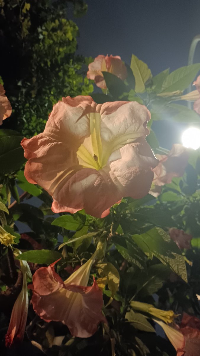 master_akane's tweet photo. 今年はよく咲きます！
何度目かの満開で、喫茶あかねの目の前で咲き乱れてます(^o^) https://t.co/Ngz3OYTgKu