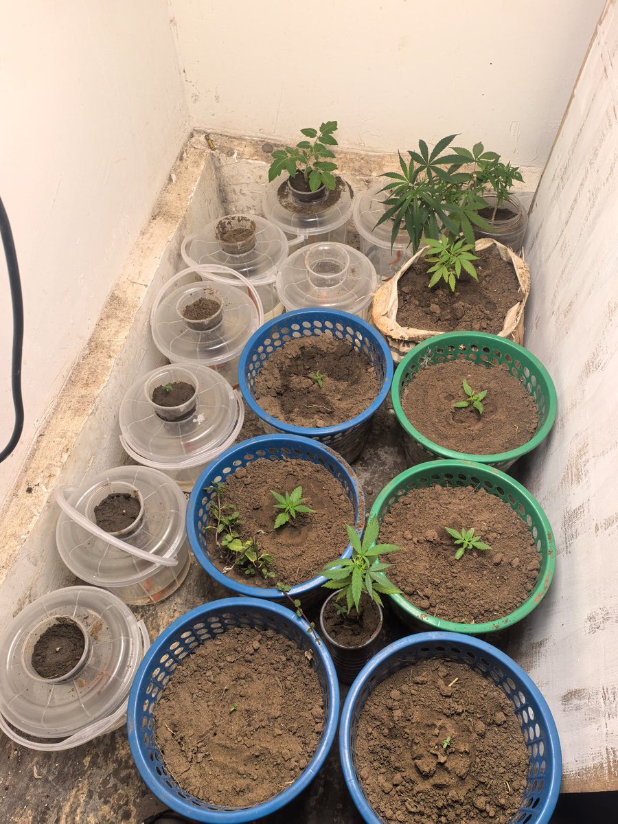 man_rasha's tweet photo. This time we've gone indoor.
Tired of Badmind people who wanna steal our Projects by befriending Us.@Arnvldbudpimp https://t.co/IGzuMxXU0H