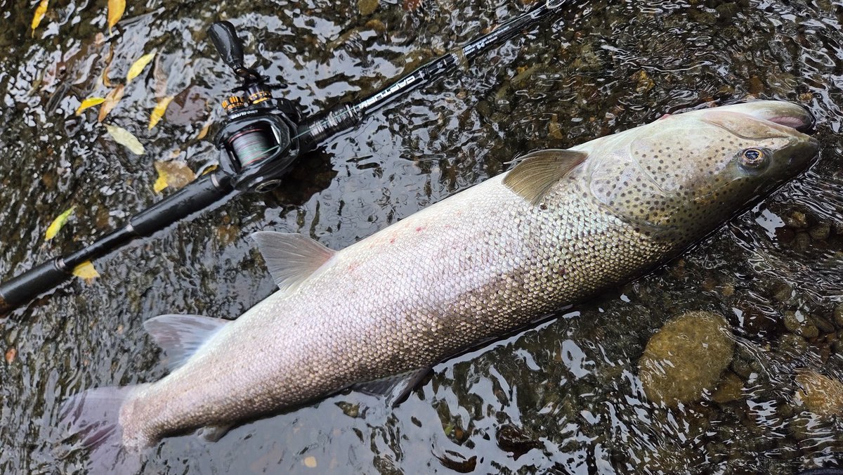 namazumana's tweet photo. アメマス調査+オマケのイトウ🐟
一雨降ったらアメマス達も一気に遡上してきそうな予感。
#DUEL
#DUELサポーター
#TX8
#パワーリーダーCN https://t.co/UemVw7DHhr