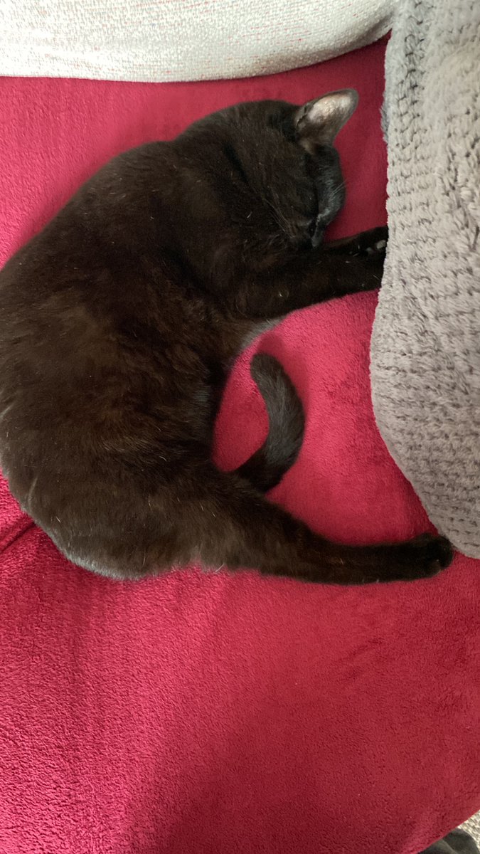 SFro66's tweet photo. @AuntCunt My mate Dexter literally has a bed/igloo in every room but still chooses to sleep on my chair. https://t.co/ubSy0tyGoO