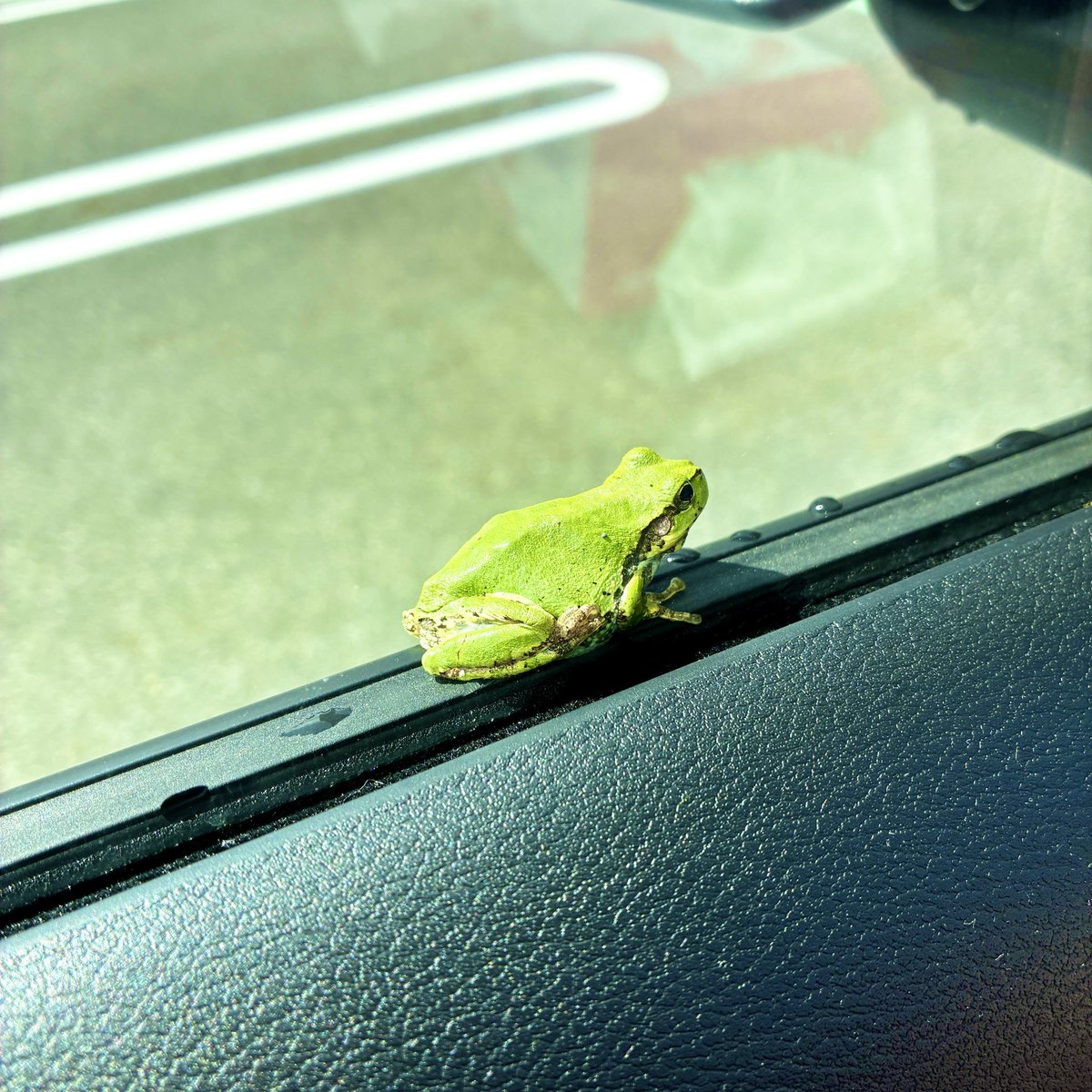 _chiyuki_'s tweet photo. 朝、職場に着いたら車のガラスのところにカエルがついてて、帰る頃には居なくなってると思いきや、まだいて乾燥してたから帰ってお水入れた容器に入れてあげて野に離してあげた。
何度もぴょんって私にくっついてくるので、これはもしや夫なのではと思ったけどちゃんと人間が帰って来たから良かった🐸 https://t.co/mZbUqaghdw