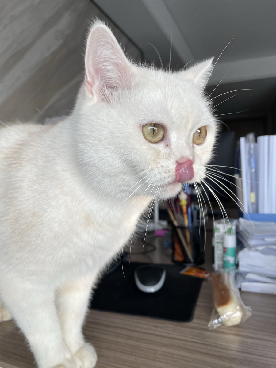 JungDanie666's tweet photo. Just caught my teammate using the office printer to print 12 photos of their new cat. Productivity level: -100, my happiness: +100. https://t.co/nNVRiPD2cY