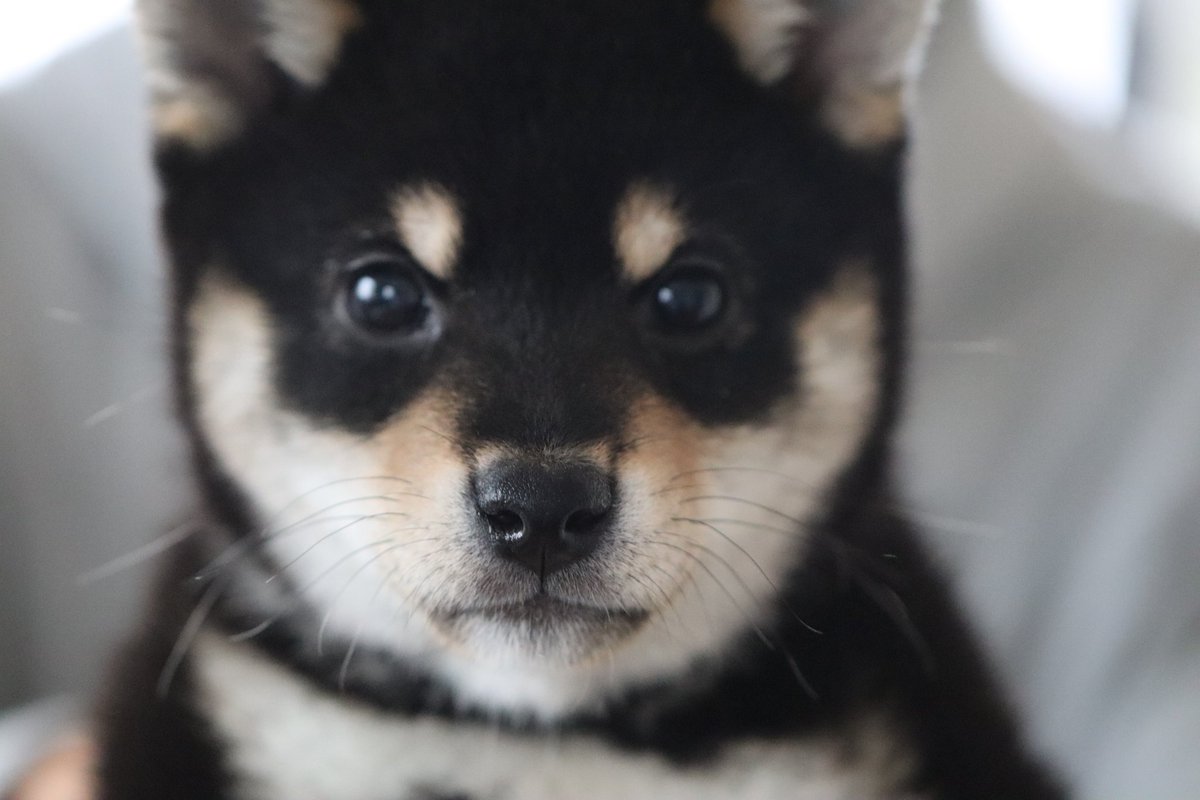 yuzu_kuroshiba's tweet photo. 抱っこされてる柴犬 https://t.co/ZkiXDGnI1g