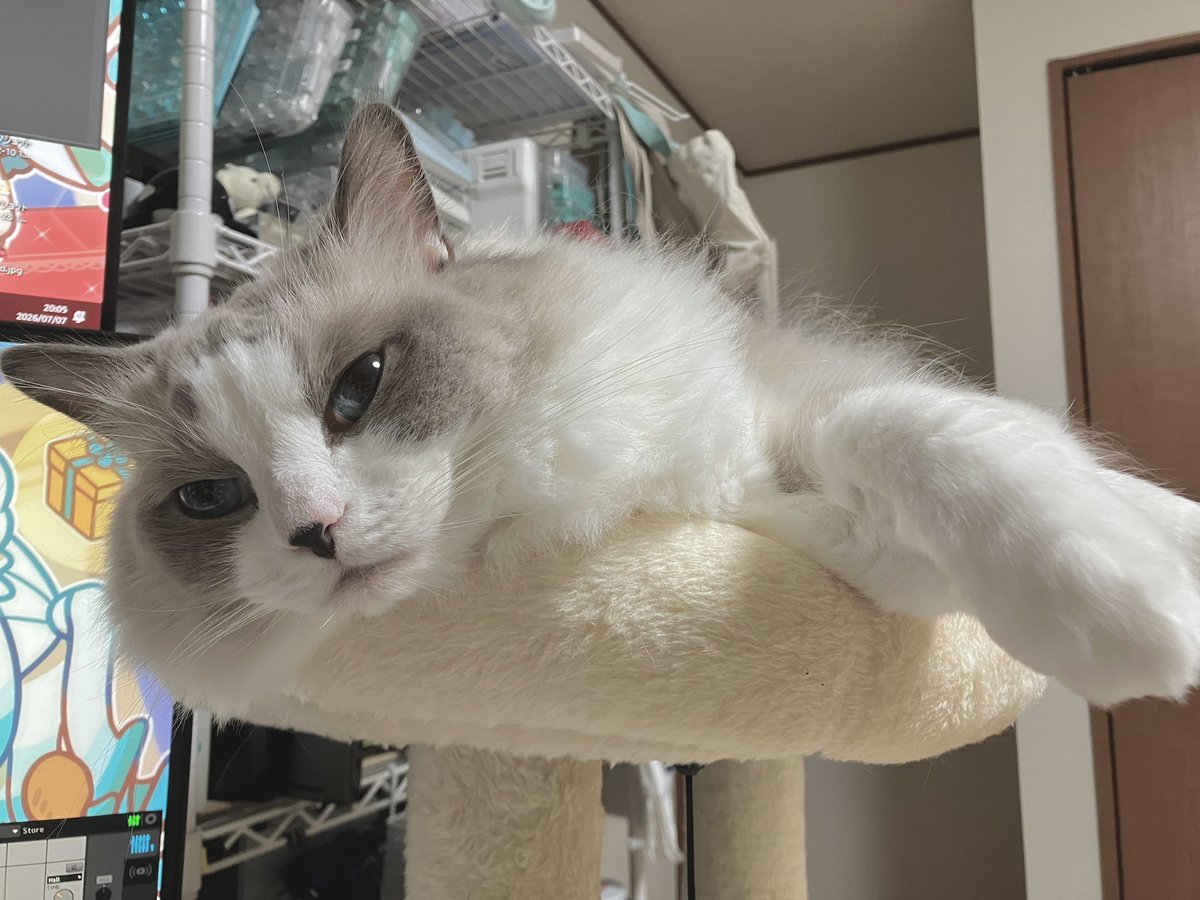 是非飾って下さい。 今の私の右側の視界🐱 すぐ横にキャットタワーを置いたので机の右側を