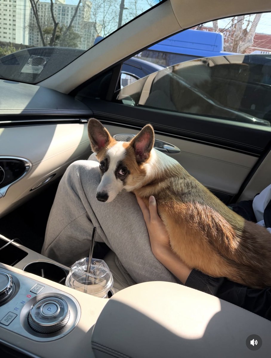 lilylvhoneyhun's tweet photo. Follow more on instagram 

🔗https://t.co/4jHGpUwpZX

#승훈 #SEUNGHUN #adoptdontshop #HuniShuni 🐶🐾 https://t.co/VGBKJtguuK