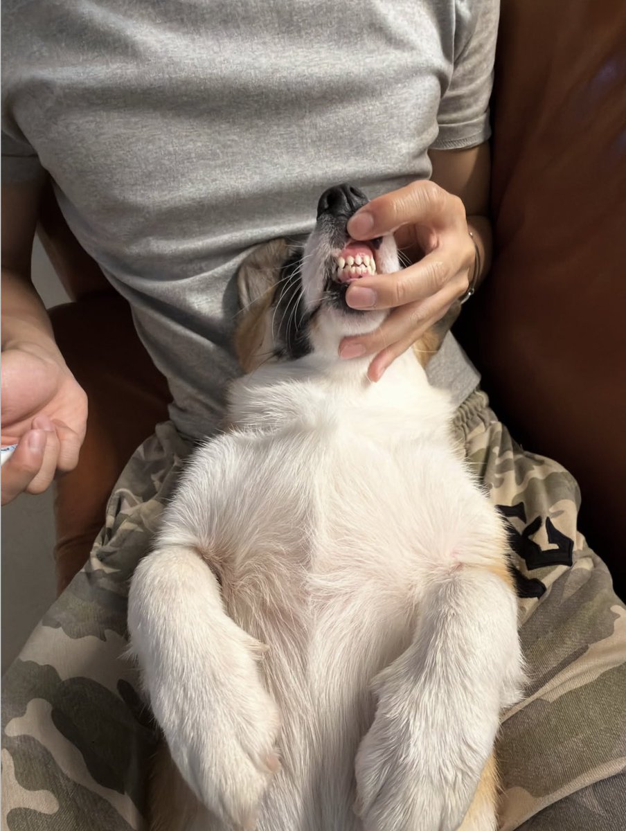 lilylvhoneyhun's tweet photo. Follow more on instagram 

🔗https://t.co/4jHGpUwpZX

#승훈 #SEUNGHUN #adoptdontshop #HuniShuni 🐶🐾 https://t.co/VGBKJtguuK