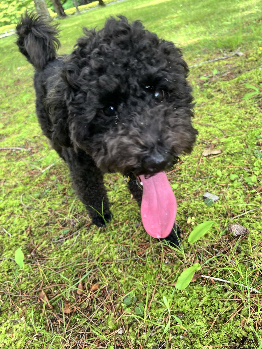 MeGu04301213's tweet photo. 🌳いっぱい走ったよ〜🐾

夢中で遊んだから…
ベロが止まりません👅🤣

いっぱい遊んで、いっぱい笑って、今日も大満足✨

みんなも水分補給を忘れずに🐶💧

#黒トイプードル #犬のいる暮らし #犬好きさんと繋がりたい #わんこのいる生活 #ボス https://t.co/QFtk7oSG10