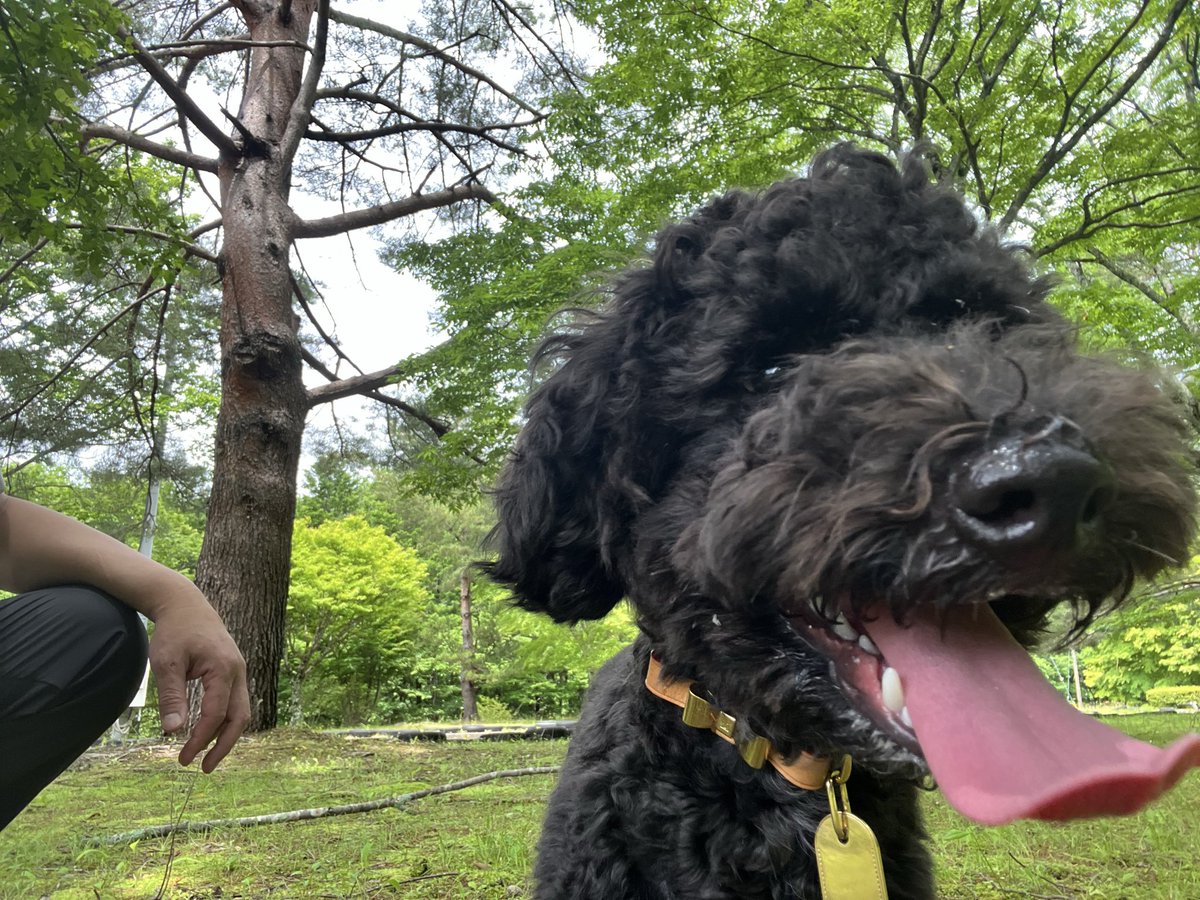MeGu04301213's tweet photo. 🌳いっぱい走ったよ〜🐾

夢中で遊んだから…
ベロが止まりません👅🤣

いっぱい遊んで、いっぱい笑って、今日も大満足✨

みんなも水分補給を忘れずに🐶💧

#黒トイプードル #犬のいる暮らし #犬好きさんと繋がりたい #わんこのいる生活 #ボス https://t.co/QFtk7oSG10
