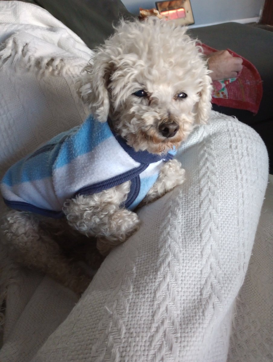 Silvillau's tweet photo. #BuenosDías hoy jugamos !!! Aca un recuerdo de Marcelito preparando todo para ver a Argentina 💪🐶🇦🇷 https://t.co/ueJFNVFKbT