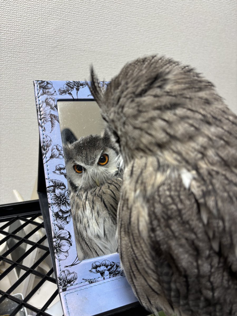 konegi_owl's tweet photo. いや本当に可愛いんだが？？？？？ https://t.co/yGk3u2EyTc