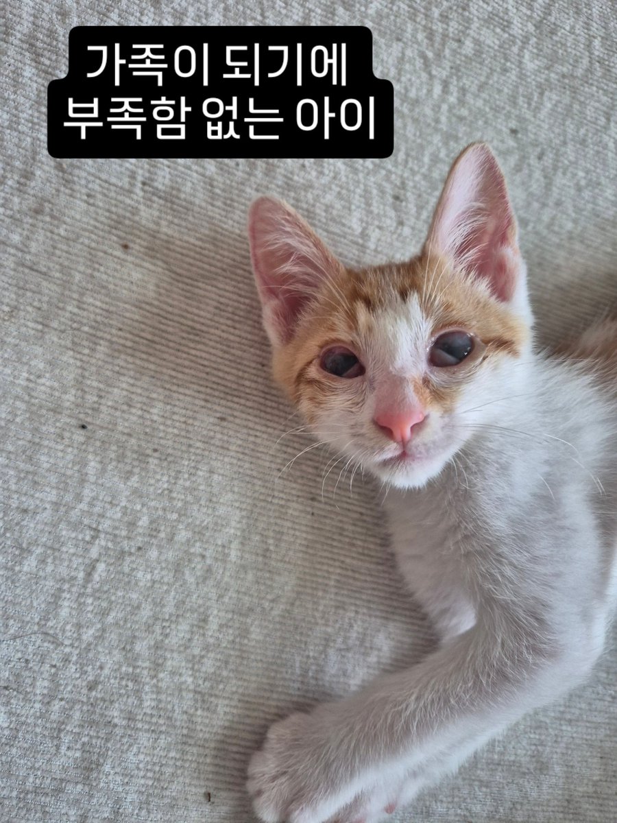 Ryan64827102's tweet photo. 어미잃은 아가냥 가족을 간절히 기다려요.
너무 애기때 허피스를 앓아서 눈에 조그만 장애를 갖게된 아이. 시력이 좀 흐릴뿐 아주 건강하고 보통의 아이와 똑같이 놉니다.

순둥하고 골골송 장착된 치즈냥의 정석 치치의 또렷한 희망이 되주실 반려인 기다려요.

#입양홍보 #치즈고양이 #사지말고입양 https://t.co/bkcEYwc5XC