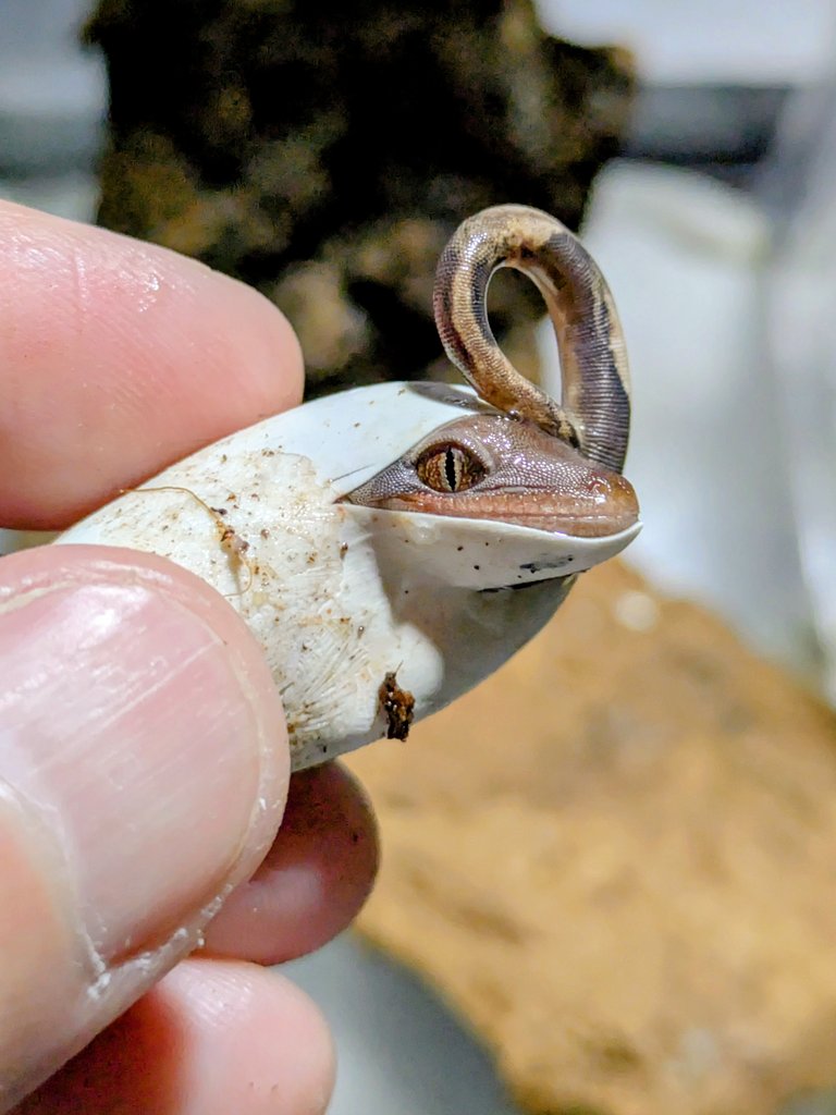 luvyourgecko's tweet photo. 🦖❤️
#サラシノミカドヤモリ https://t.co/4krjO3GOIC