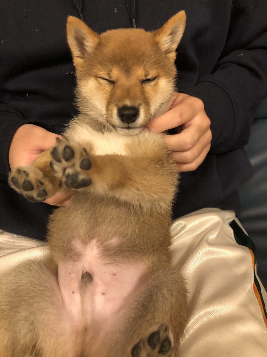 mori70koha11's tweet photo. 琥珀くん3ヶ月😊 https://t.co/BeHrzSfPVI