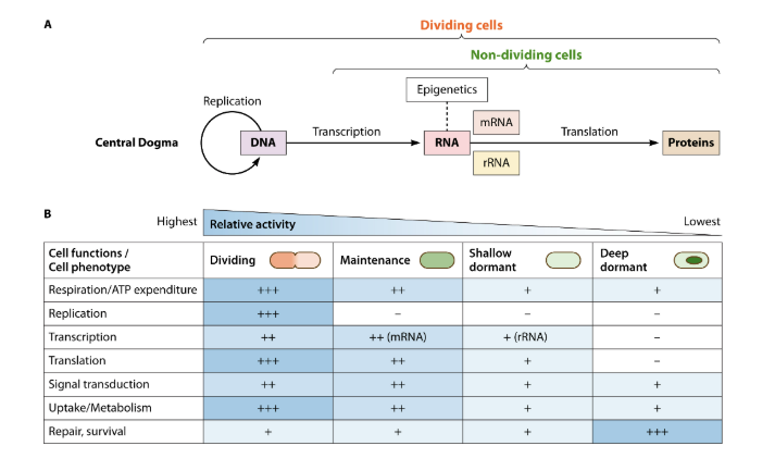 ASMicrobiology's tweet photo. Microbes can cope with stress by entering dormancy. In #MMBRJournal, researchers synthesize advances in microbial dormancy to reconceptualize metabolic activity as a spectrum, reviewing methods to quantify environmental activity. Read the article: https://t.co/WXwrGrvprK https://t.co/h6AgGbyAEZ