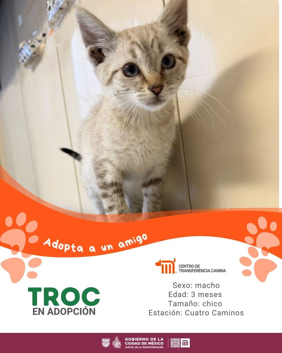 MetroCDMX's tweet photo. "Troc" está en busca de una familia, si deseas darle la oportunidad de ser adoptado comunícate con el @ctcdelmetro, vía e-mail a: ctc@metro.cdmx.gob.mx  
Consulta requisitos de adopción en 👉🏼 https://t.co/vy9M5dnTRh 🐾  #AdoptaNoCompres 🐶🏡 https://t.co/4JtNTFCEqF