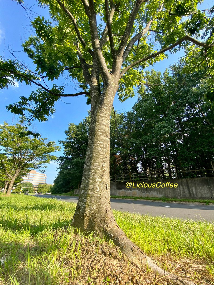 LiciousCoffee's tweet photo. Good Morning 🌎💝💫
It’s a GREAT day
👋🏽Hey Tuesday☕️🌞
The🌎is full of amazing contents, recognize it—create IT—find Art in Nature
😍 #TreeArt 🌸🌳🌸🥻
#TreeWhisperer 🤫
#Nature #NaturePhotography #Photography #PhotographyIsArt #Tree https://t.co/d9A3ZwP3q0