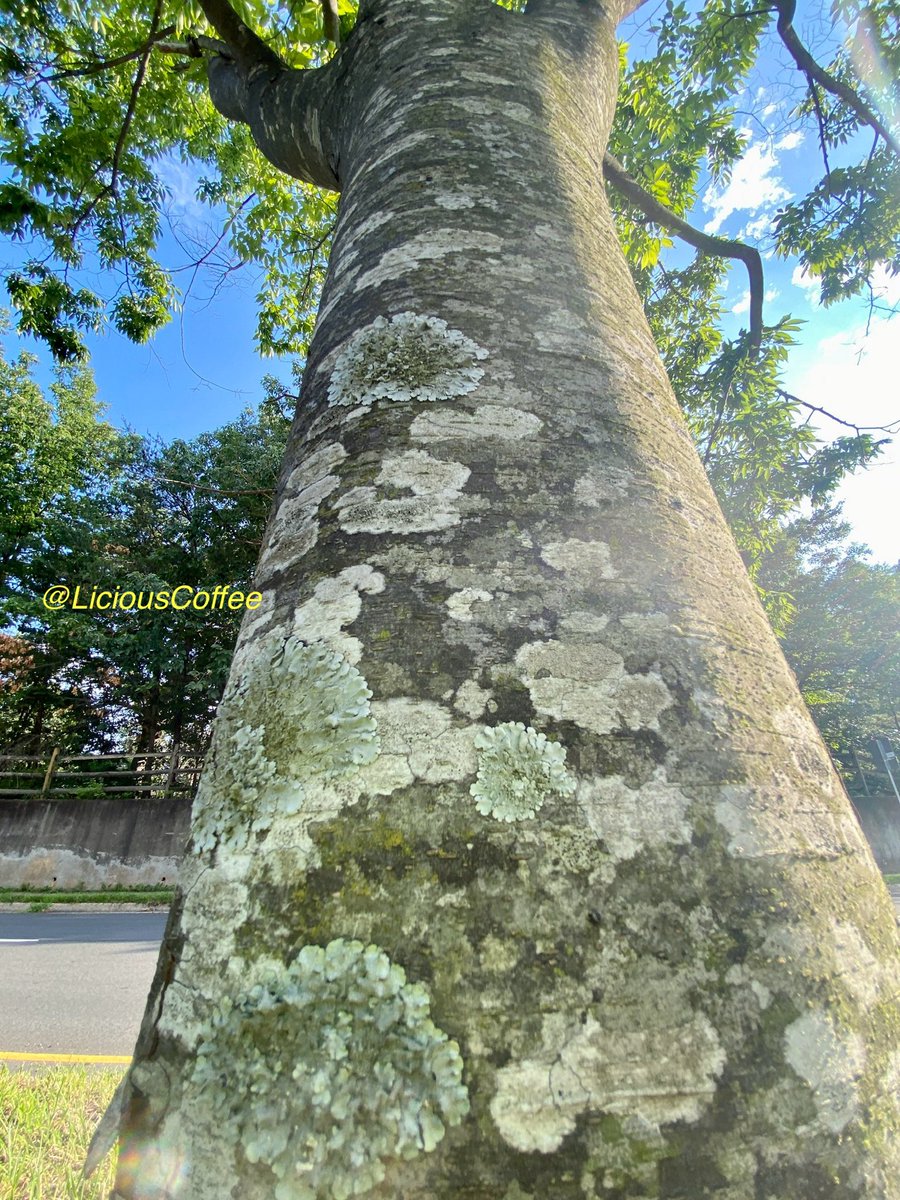 LiciousCoffee's tweet photo. Good Morning 🌎💝💫
It’s a GREAT day
👋🏽Hey Tuesday☕️🌞
The🌎is full of amazing contents, recognize it—create IT—find Art in Nature
😍 #TreeArt 🌸🌳🌸🥻
#TreeWhisperer 🤫
#Nature #NaturePhotography #Photography #PhotographyIsArt #Tree https://t.co/d9A3ZwP3q0