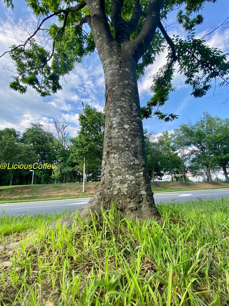 LiciousCoffee's tweet photo. Good Morning 🌎💝💫
It’s a GREAT day
👋🏽Hey Tuesday☕️🌞
The🌎is full of amazing contents, recognize it—create IT—find Art in Nature
😍 #TreeArt 🌸🌳🌸🥻
#TreeWhisperer 🤫
#Nature #NaturePhotography #Photography #PhotographyIsArt #Tree https://t.co/d9A3ZwP3q0
