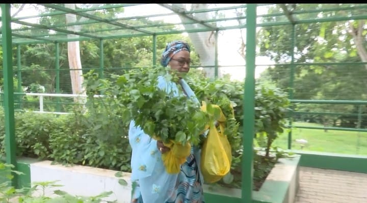 AzeezRidwanOl11's tweet photo. First Lady Oluremi Tinubu has harvested vegetables from her home garden at the Presidential Villa, Abuja, while encouraging Nigerians to embrace home gardening as a sustainable source of food for their families. https://t.co/Mh1cukn2bE