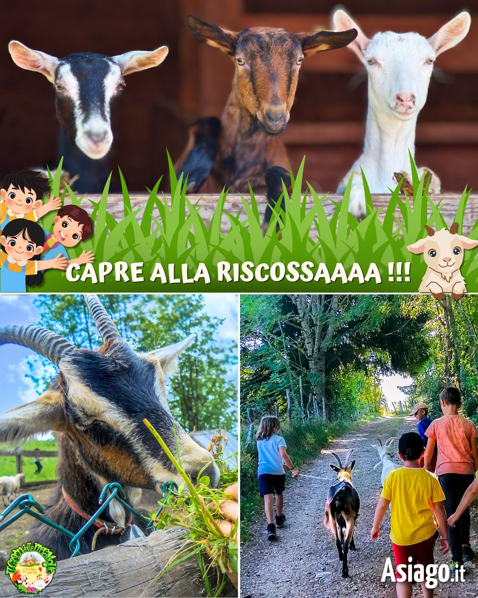 AsiagoIt's tweet photo. #Capre alla riscossaaa!!! 🐐 ... Dove? Ma a #IlCasondelleMeraviglie, ovvio! 😀

📍 Qui DOMENICA prossima i vostri #bambini potranno vivere una mattinata speciale in #fattoriadidattica partecipando a un'entusiasmante PASSEGGIATA CON LE CAPRE! 👉 https://t.co/w0fAyCVP3i https://t.co/20pazUWHyw