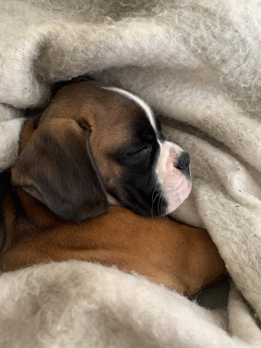 HARRTIFF's tweet photo. E no meio do caminho tinha um filhotinho 🥰 https://t.co/VfFLN1z1hX