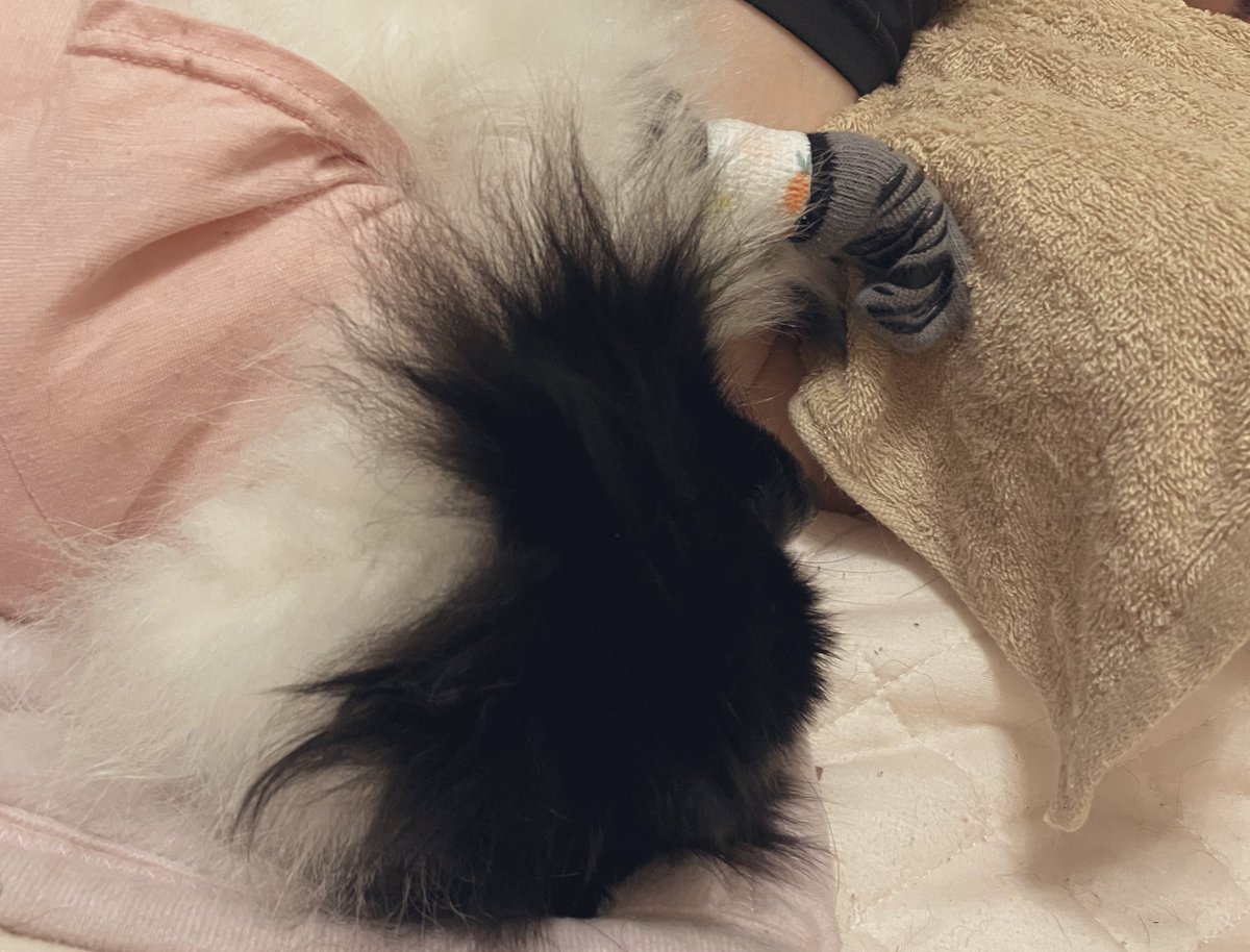 2rabbit3pompom's tweet photo. 寝姿可愛すぎて無理〜
(おてての毛をむしっちゃったので、これ以上やらないように靴下履いてます) https://t.co/xEDRD7D2IR