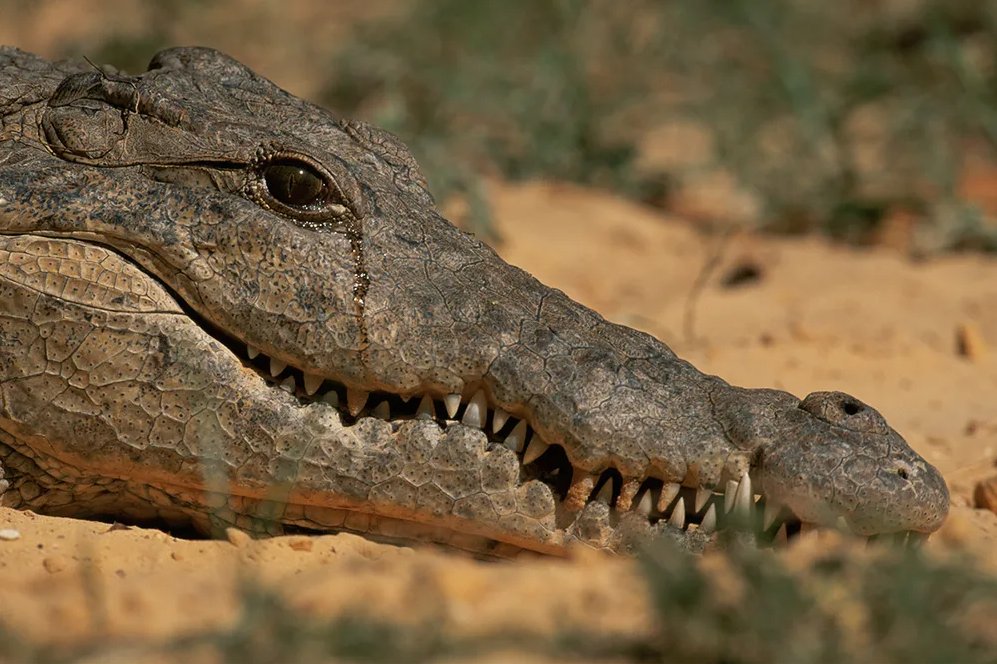 Clickseo's tweet photo. "악어의 눈물" (Crocodile Tears)

-- 슬프지 않아도 흐른다. 악어의눈물증후군.
-- 가짜 눈물로 동정심과 연민을 유도하는 위선적인 행동.

"이집트 나일강에 사는 악어는 사람을 보면 잡아먹고 난 뒤에 그를 위해 눈물을 흘린다."

#속지마세요 #위선적인행위 #거짓눈물 #악어의눈물 https://t.co/4HESHo5jG7