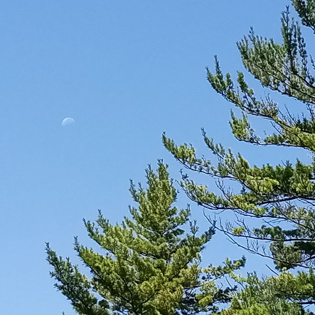 writerinturmoil's tweet photo. The moon on a clear, sunny day. 

#originalphotography #photography #originalphoto #photo #trees #moon #summer #wisconsin #july2026 https://t.co/c40iafQoKa