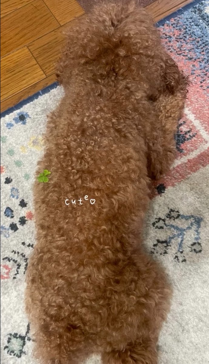 kuma_5sky's tweet photo. 実家のわんこ、お散歩後の背中にクローバーついてるの可愛すぎない？ https://t.co/mR772GVvNU