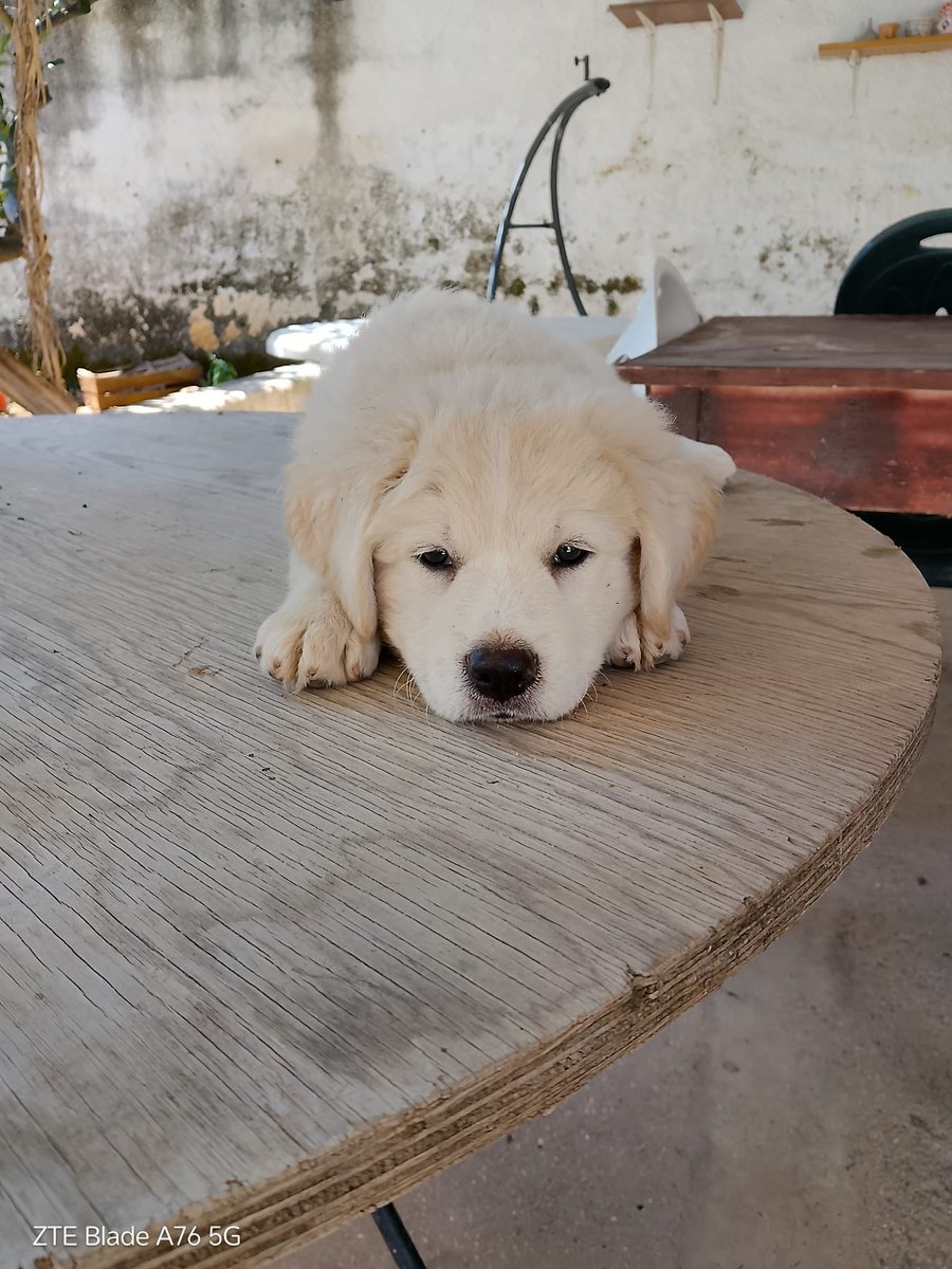 ohanarifugio's tweet photo. RITROVATE IN MEZZO AL NULLA… DUE SORELLINE DOLCISSIME

Da sole, abbandonate al loro destino, senza una mamma e senza nessuno che si prendesse cura di loro.

Oggi, però, la loro storia cambia.

Benvenute nella famiglia Ohana, piccole. Qui non conoscerete più la paura, la fame o https://t.co/TAagoEp1A5