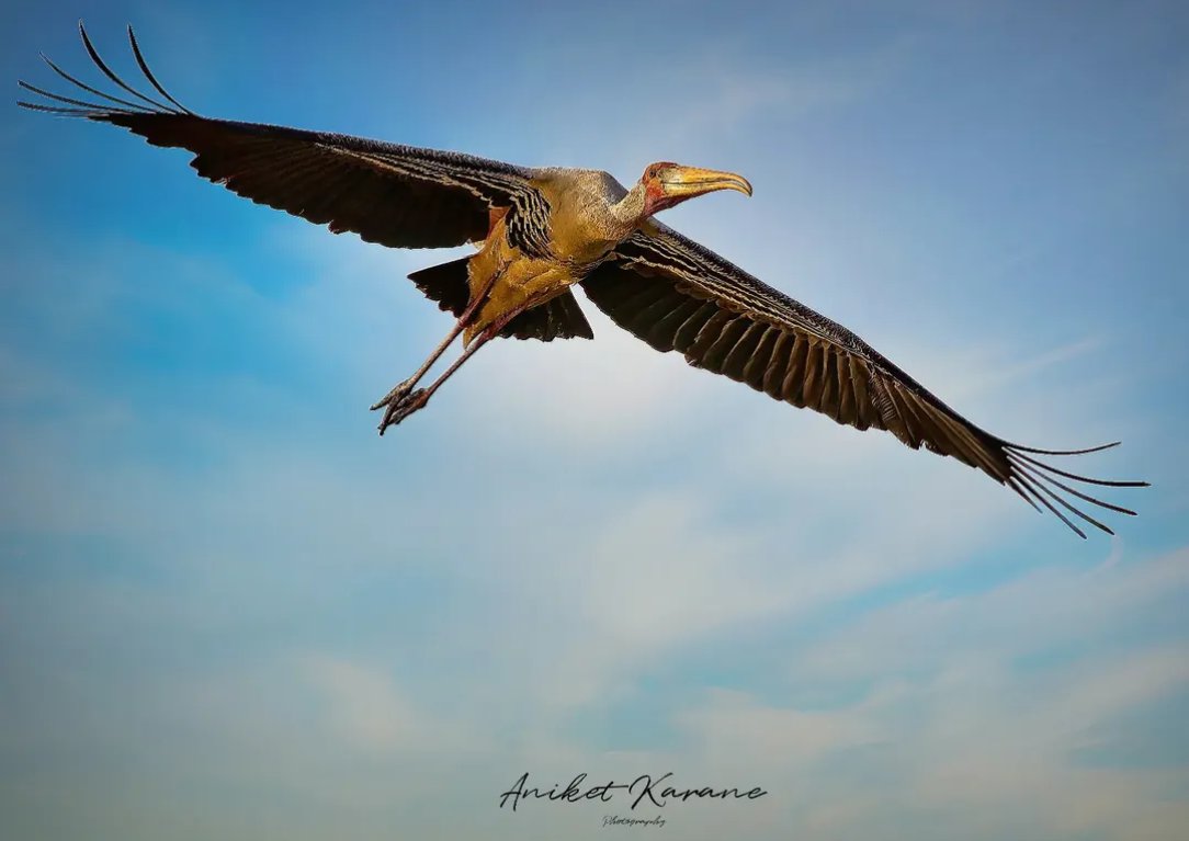 AniketKarane's tweet photo. Today's Photo Challenge: LARGE BIRDS
Quote it or Share it ๐
#PhotoChallenge #LargeBirds #BirdPhotography https://t.co/mBa89IkzqY