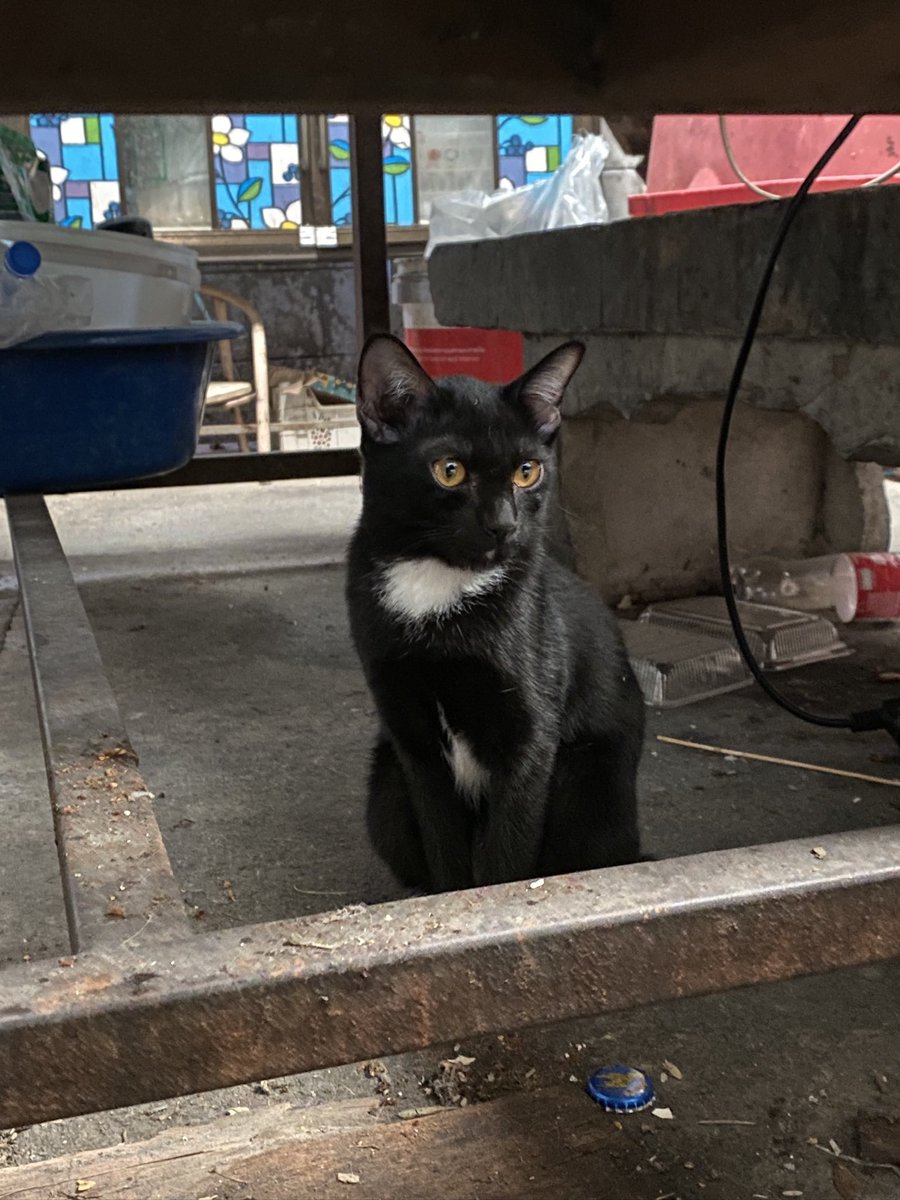 catperson020723's tweet photo. พี่ขรึม อยากมีบ้าน🏡
#หาบ้านให้แมว 

พี่ขรึม แมวkeep look เก็กขรึมตลอดเวลาเหมือนพี่คนโตที่คอยดูแลน้องๆ น้องเป็นแมวเรียบร้อย
 เพศผู้ อายุประมาณ 4-5 เดือน เข้ากระบะทรายเป็น
📮 : กทม. สมุทรปราการ นนทบุรี ปทุมธานี ชลบุรี ระยอง ส่งถึงบ้านใหม่เท่านั้น

ติดต่อ fb : แมวหาบ้าน ขี้ข้าหานาย https://t.co/pgO9h1NZQk