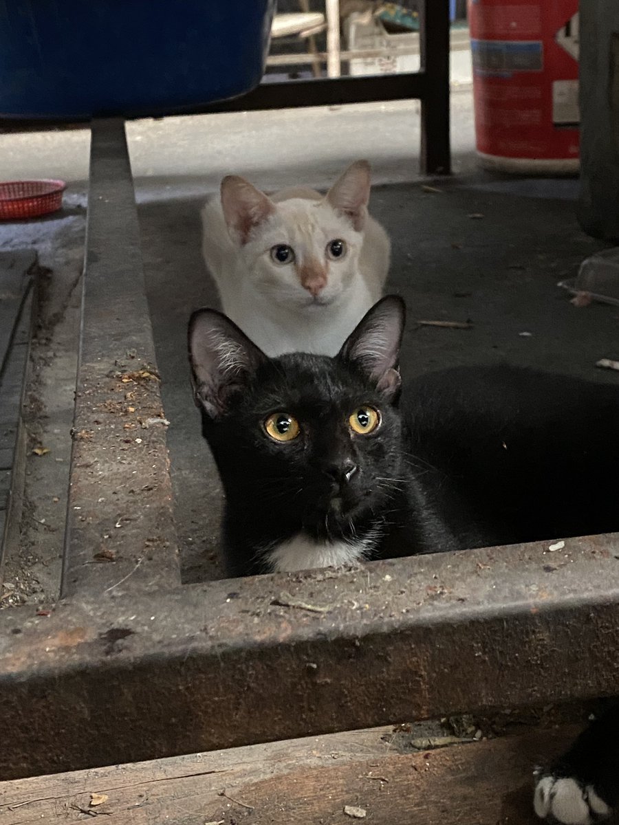 catperson020723's tweet photo. พี่ขรึม อยากมีบ้าน🏡
#หาบ้านให้แมว 

พี่ขรึม แมวkeep look เก็กขรึมตลอดเวลาเหมือนพี่คนโตที่คอยดูแลน้องๆ น้องเป็นแมวเรียบร้อย
 เพศผู้ อายุประมาณ 4-5 เดือน เข้ากระบะทรายเป็น
📮 : กทม. สมุทรปราการ นนทบุรี ปทุมธานี ชลบุรี ระยอง ส่งถึงบ้านใหม่เท่านั้น

ติดต่อ fb : แมวหาบ้าน ขี้ข้าหานาย https://t.co/pgO9h1NZQk